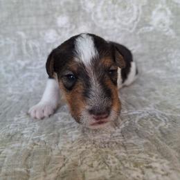 Boy 2 - White black and tan male Wire Fox Terrier puppy in Lancaster, Missouri from Missouri Meadows Farm