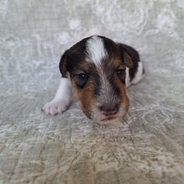 Boy 2 - White black and tan male Wire Fox Terrier puppy in Lancaster, Missouri from Missouri Meadows Farm