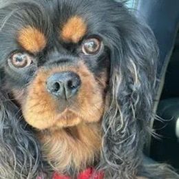 Raven - Cavalier King Charles Spaniel