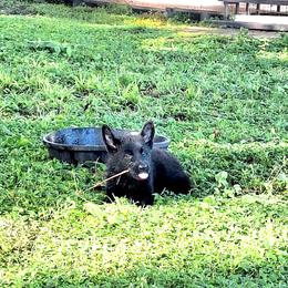 Iris vom LegendLand - Black female German Shepherd puppy in Hillsborough County, Florida from Vom Legend Land