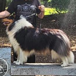 Collie puppies from Chivalry Hill Collies