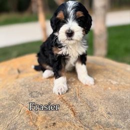 Bernedoodle Puppies from Sweet Pea Bernedoodles