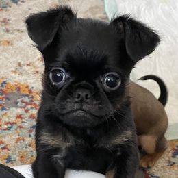 Brussels Griffon Puppies from NoK NoK Brussels Griffons