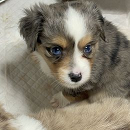 Miniature Australian Shepherd and Toy Australian Shepherd Puppies from Northern Roots Aussies