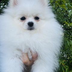 Sora - Pomeranian