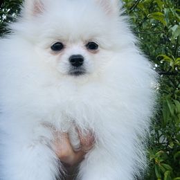 Sora - Pomeranian