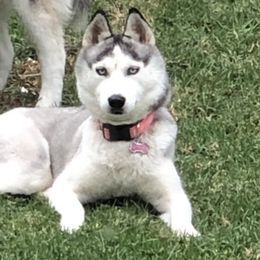 Skye - Siberian Husky
