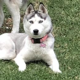 Skye - Siberian Husky