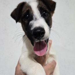 Fergus - Tri Color Male - White tan and black male Smooth Fox Terrier puppy in Lake City, Florida from Providence Kennels