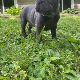 French Bulldog Puppies from Camarra King