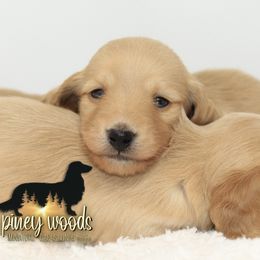 Dachshund Puppies from Piney Woods Miniature Dachshunds