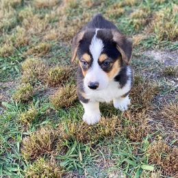 Cavalier King Charles Spaniel, Cavapoo, and Pembroke Welsh Corgi Puppies from Griffins Puppies