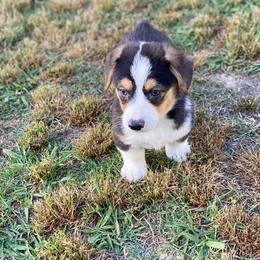 Cavalier King Charles Spaniel, Cavapoo, and Pembroke Welsh Corgi Puppies from Griffins Puppies