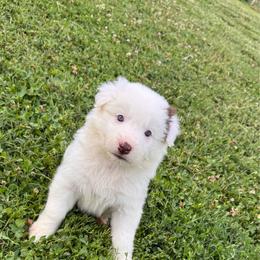 Atlas (Brown Collar) - White and red male Border Collie puppy in Lula, Georgia from Silver Creek Ridge