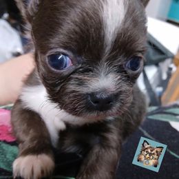 Chihuahua Puppies from Grace & Glory Chihuahuas
