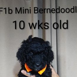 Bernedoodle Puppies from Doodles Divine Michigan