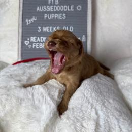 Lilah - Red female Aussiedoodle puppy in Mocksville, North Carolina from Hunting Creek Farm & Kennel