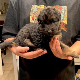 Liv - Black and red female German Shepherd puppy in Quartz Hill, California from Von Gonzalez Kennel