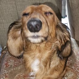 Sadie - Dachshund