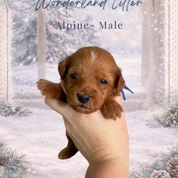 Alpine - Red  male Goldendoodle puppy in Canton, Georgia from Teddy Puppies