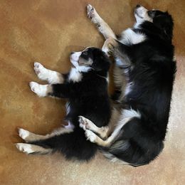 "Whiskey & Bandi" Miniature Australian Shepherd Puppies from Integrity Aussies Tx