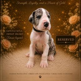 Freckles - Mantle merle male Great Dane puppy in Liberty, New York from Catskills Greatest Danes