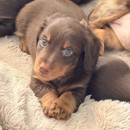 Dachshund Puppies from Andrea Swayne