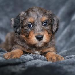 Eeyore - Blue merle male Aussiedoodle puppy in Casa, Arkansas from Blue Diamond Puppies