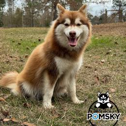 Eevee - Pomsky