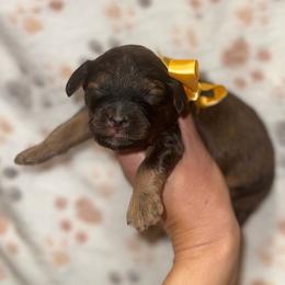 Tinsel - Sable female Cavapoo puppy in Ville Platte, Louisiana from The Barkery