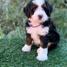 Lavender Haze 💜 - Tri-color Bernedoodle puppy in Elk Grove, California from Cali Bernedoodles