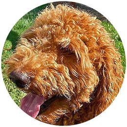 Zeldie - Goldendoodle