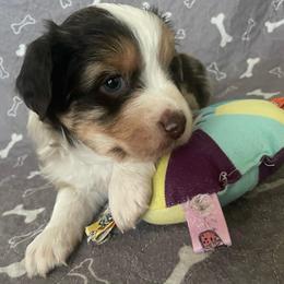 Lottie - Red merle female Miniature American Shepherd puppy in Colorado Springs, Colorado from Valkyrie Adventures