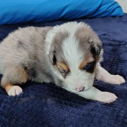 Dave - Blue merle male Australian Shepherd puppy in Fort Lauderdale, Florida from Burning Heart Aussies