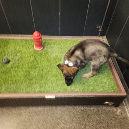 German Shepherd and Pembroke Welsh Corgi Puppies from Tiny Titans K9