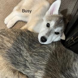 Siberian Husky Puppies from Coldwind Kennel