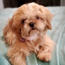Buttercup - Shih Tzu