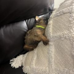 Brussels Griffon Puppies from Butler Brussels Griffon