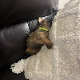 Brussels Griffon Puppies from Butler Brussels Griffon