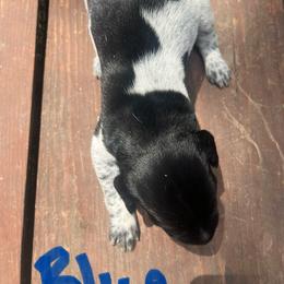 Boy 4 - Black and white male German Shorthaired Pointer puppy in Fremont, Nebraska from Weiland GSP's