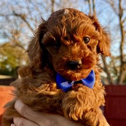 Poodles from PRETTY IN RED POODLES