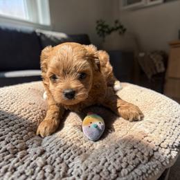 Yorkipoo puppies from Imperial Dogs