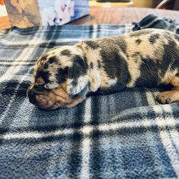 Winifred Sanderson - Dapple female Dachshund puppy in Staley, North Carolina from Langley Farms Dachshunds