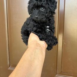 Leo - Cream male Poodle puppy in Hernando Beach, Florida from Minipupps