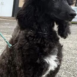 Poodles from Kikikook Kennels