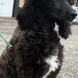 Poodles from Kikikook Kennels