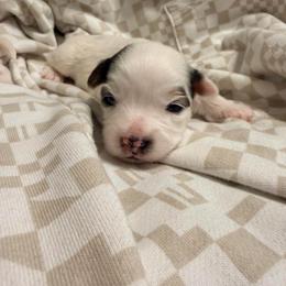 Spot  (Boy 3) - Black tan and white male Biewer Terrier puppy in Las Cruces, New Mexico from De La Rosa Biewers