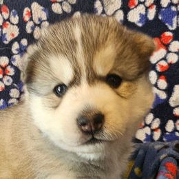 4 (green) - Gray and white male Siberian Husky puppy in Dane, Wisconsin from Sunny Hurricane Siberians