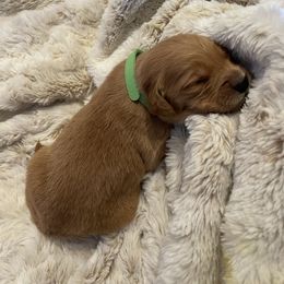 Golden Retriever Puppies from Tradershire Goldens