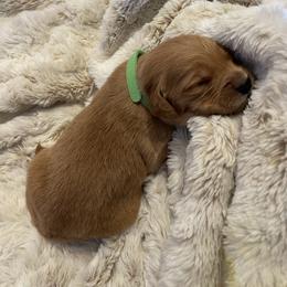 Golden Retriever Puppies from Tradershire Goldens